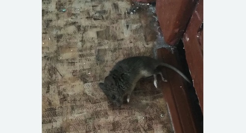 Дезинфекция от мышей в Новокубанске