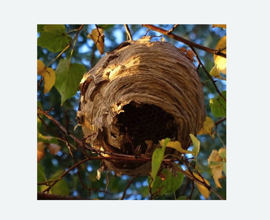 Обработка от шершней в Новокубанске