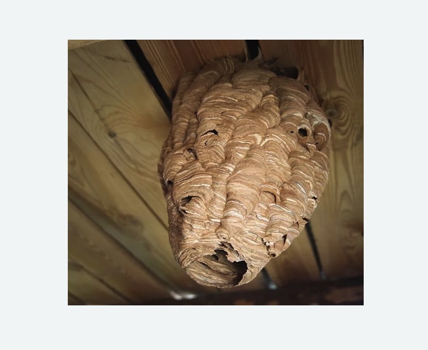 обработка от шершней в Новокубанске