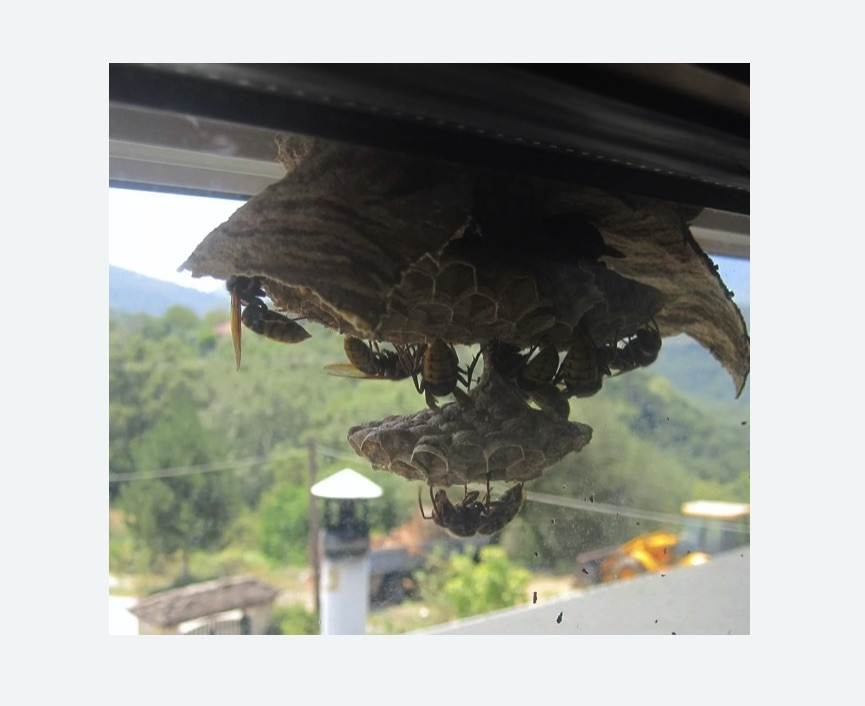 Уничтожение гнёзд шершней в Новокубанске