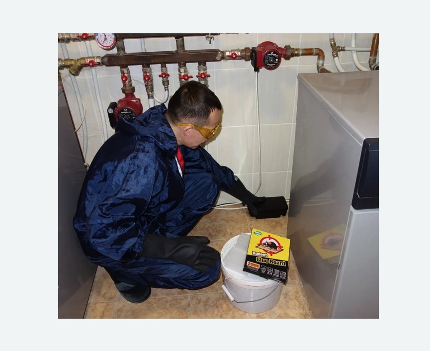 Уничтожение крыс в Новокубанске