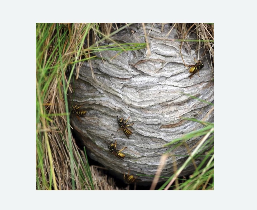 Уничтожение ос и ульев в Новокубанске